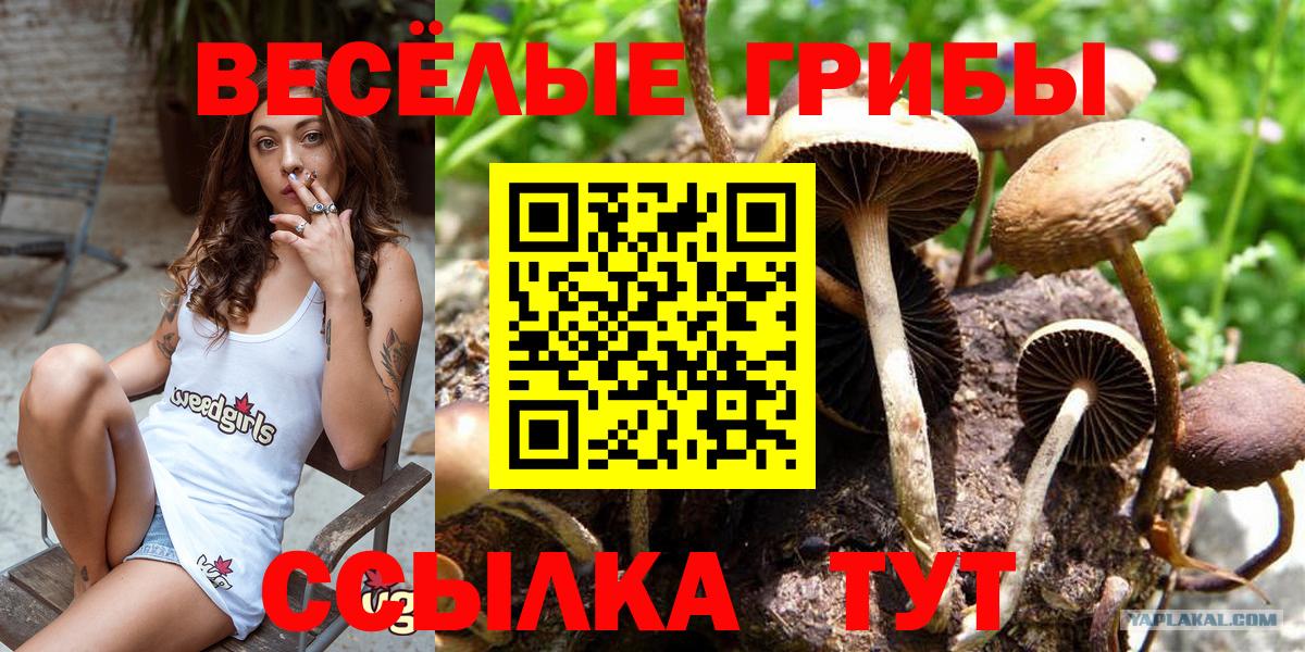 купить наркоту  Псилоцибиновые грибы GOLDEN TEACHER  Вход с VPN  Алушта 